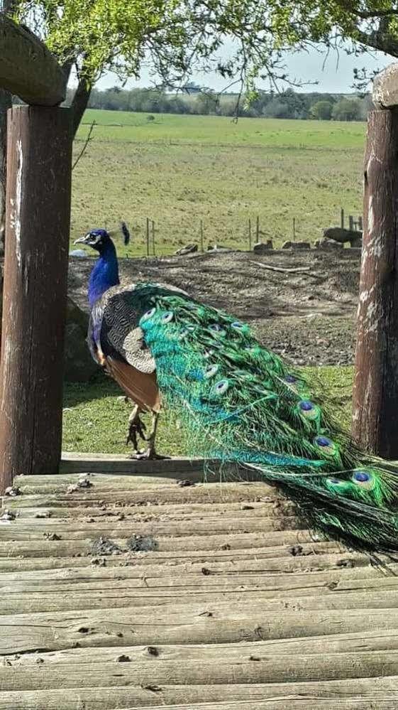 Estancia Turistica Finca Piedra Mal Abrigo Kültér fotó